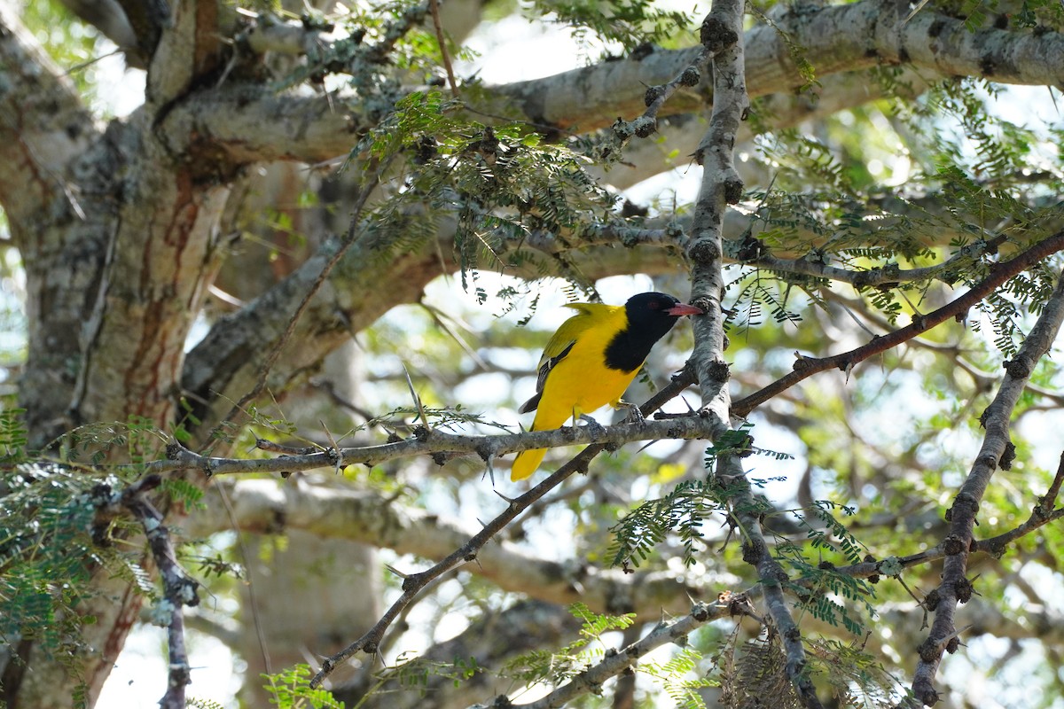 African Black-headed Oriole - ML647877352