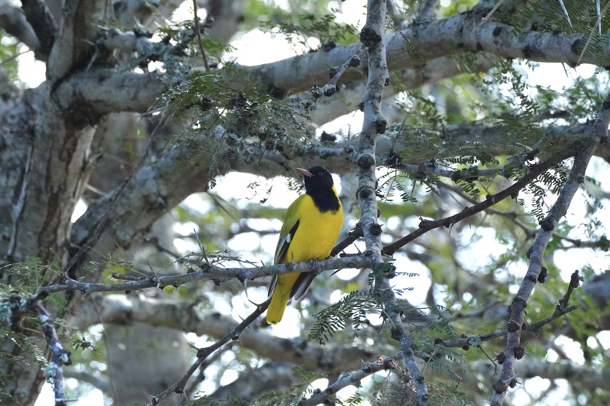 African Black-headed Oriole - ML647877353