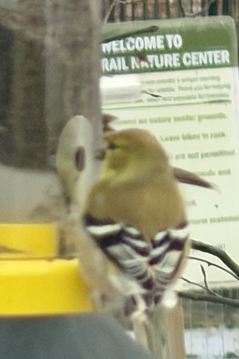 American Goldfinch - ML647877354