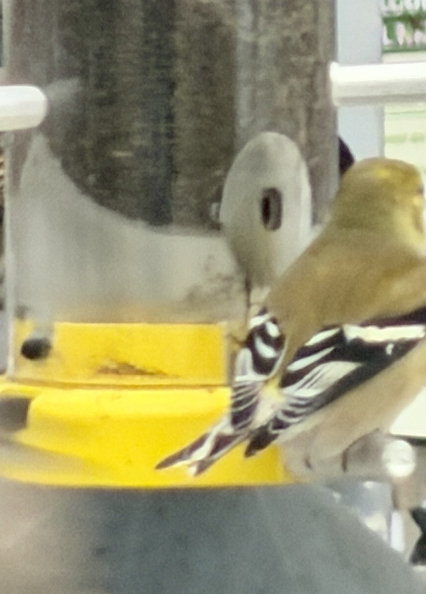 American Goldfinch - ML647877355
