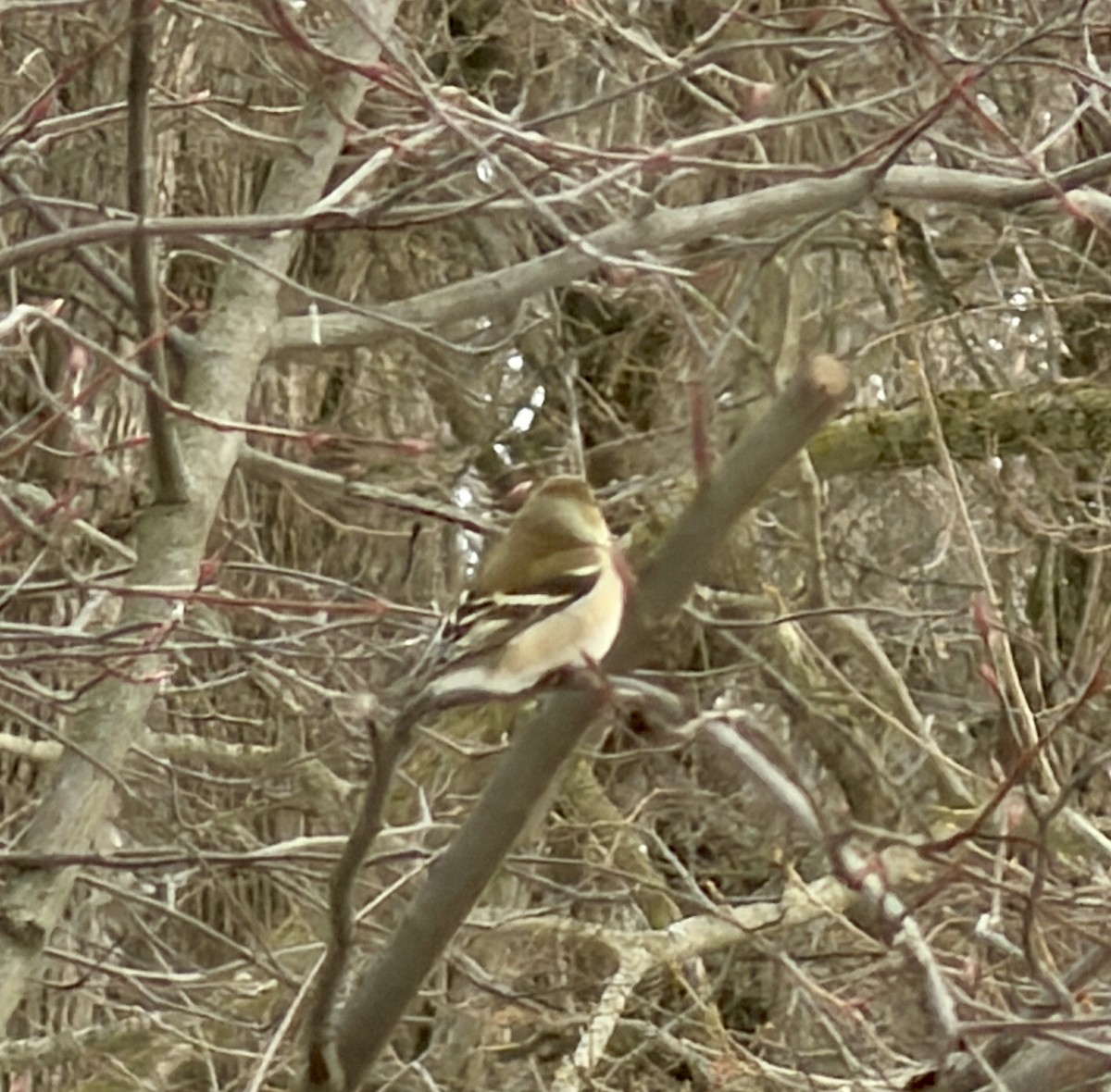 American Goldfinch - ML647877356