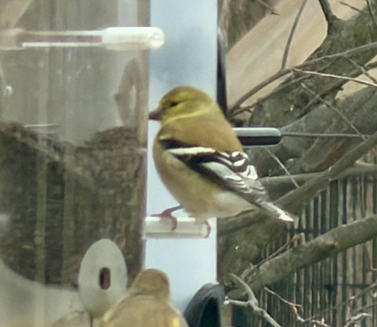 American Goldfinch - ML647877357