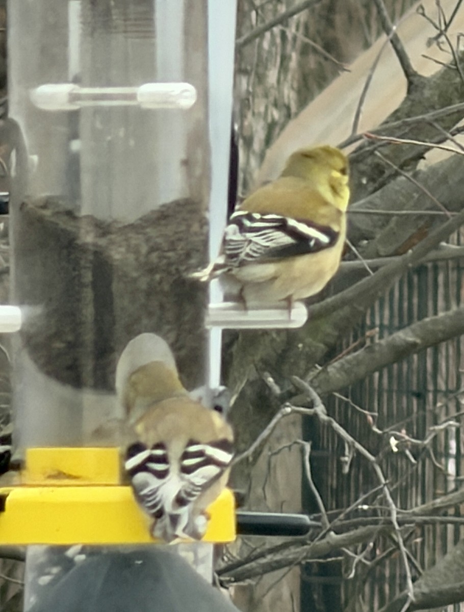American Goldfinch - ML647877358