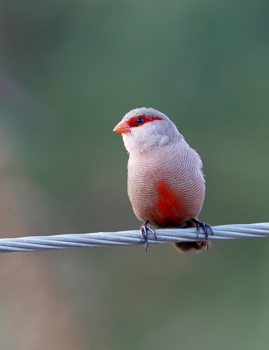 Common Waxbill - ML647877359
