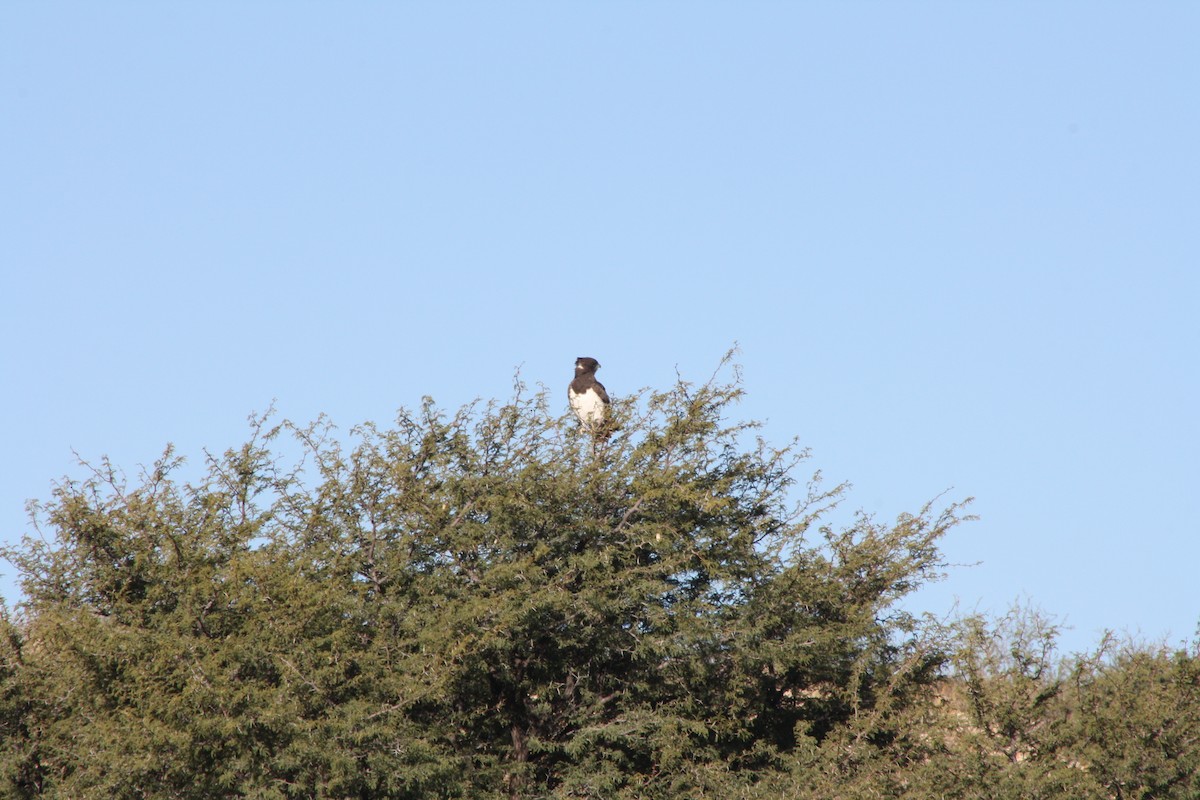 Black-chested Snake-Eagle - ML647877360