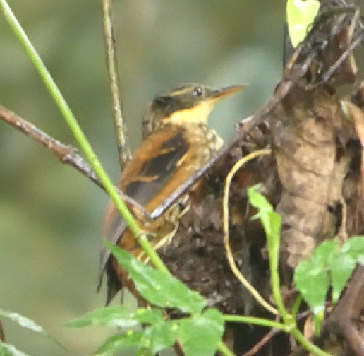 Buffy Tuftedcheek - ML647877361