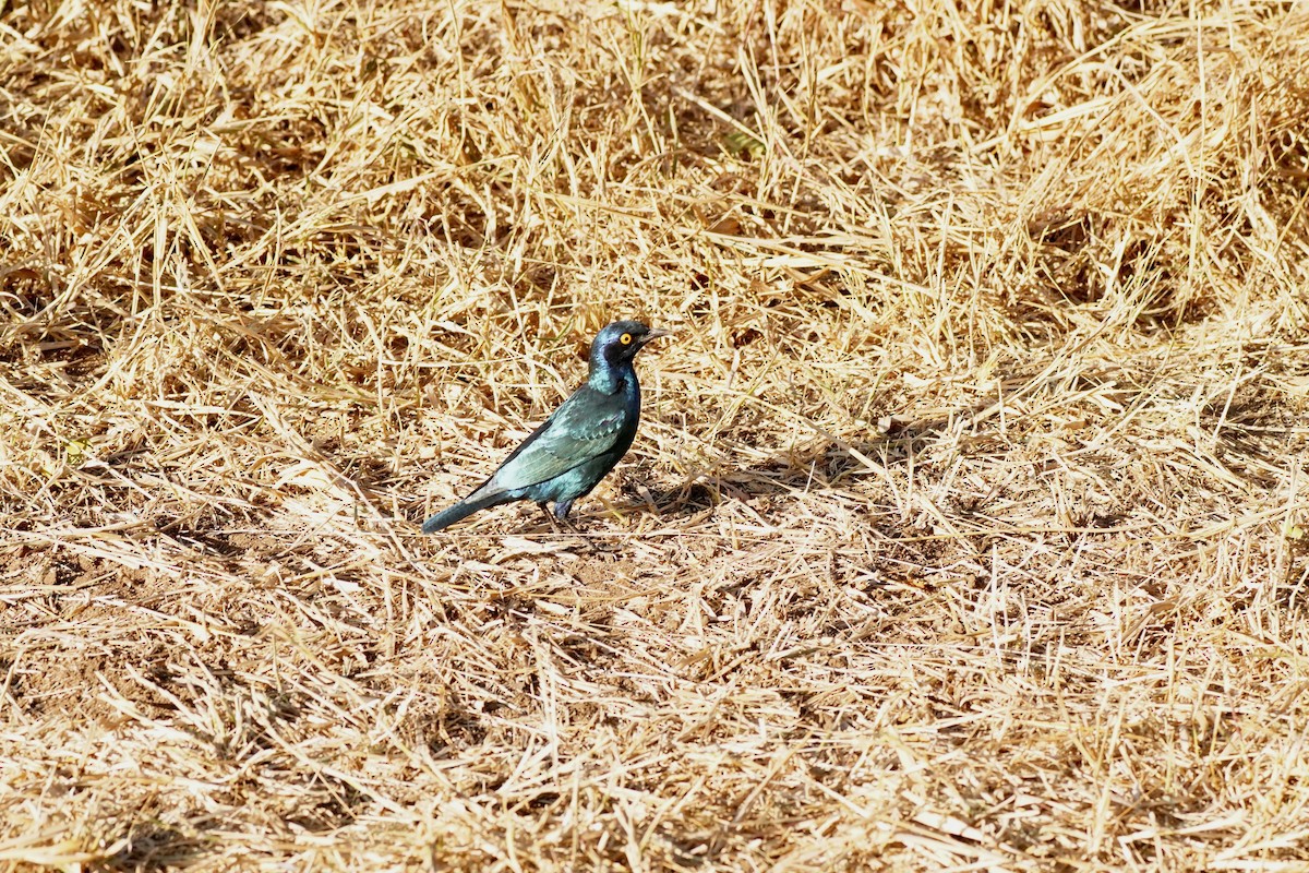 Cape Starling - ML647877363