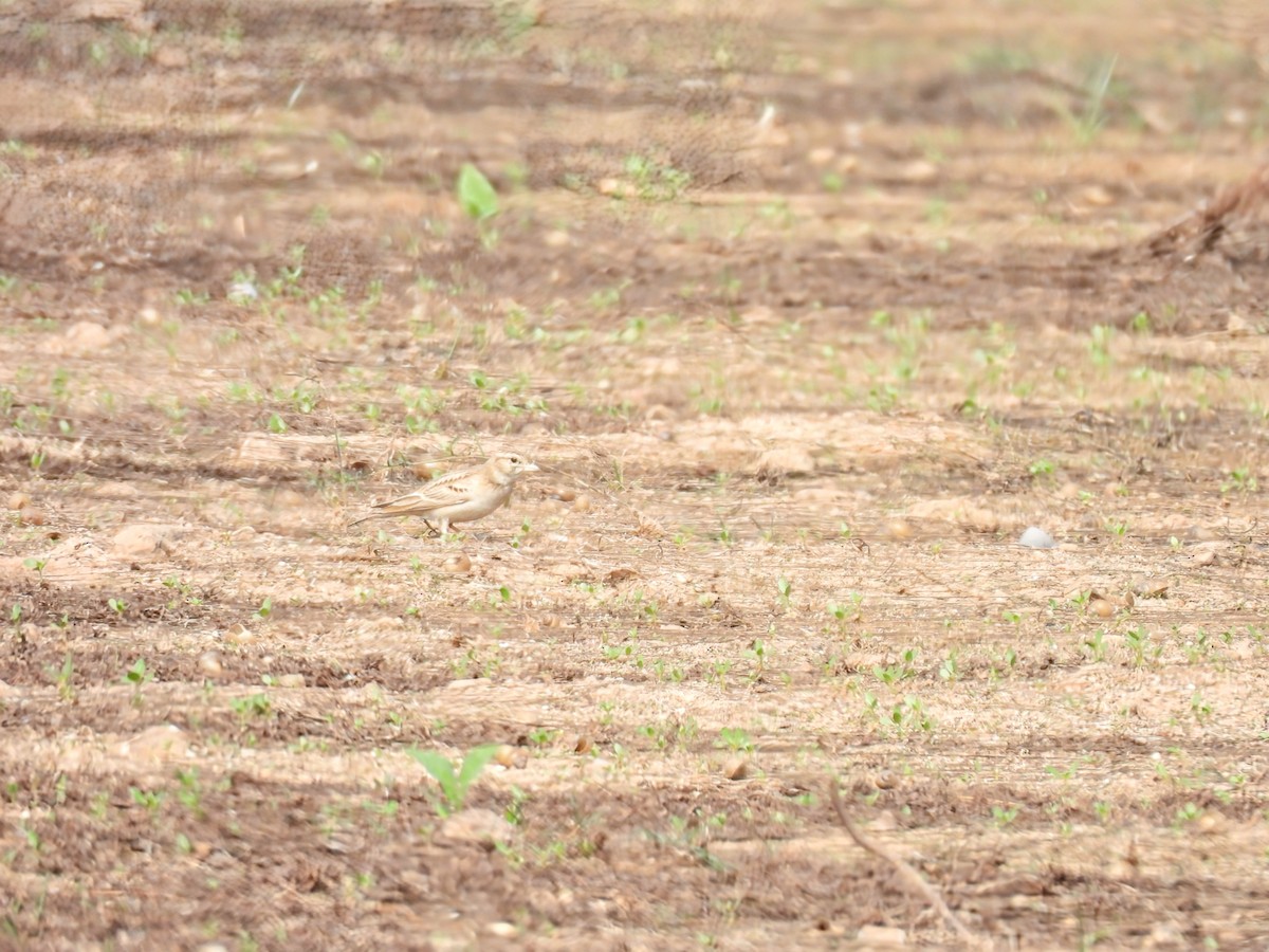 Mongolian Short-toed Lark - ML647877364