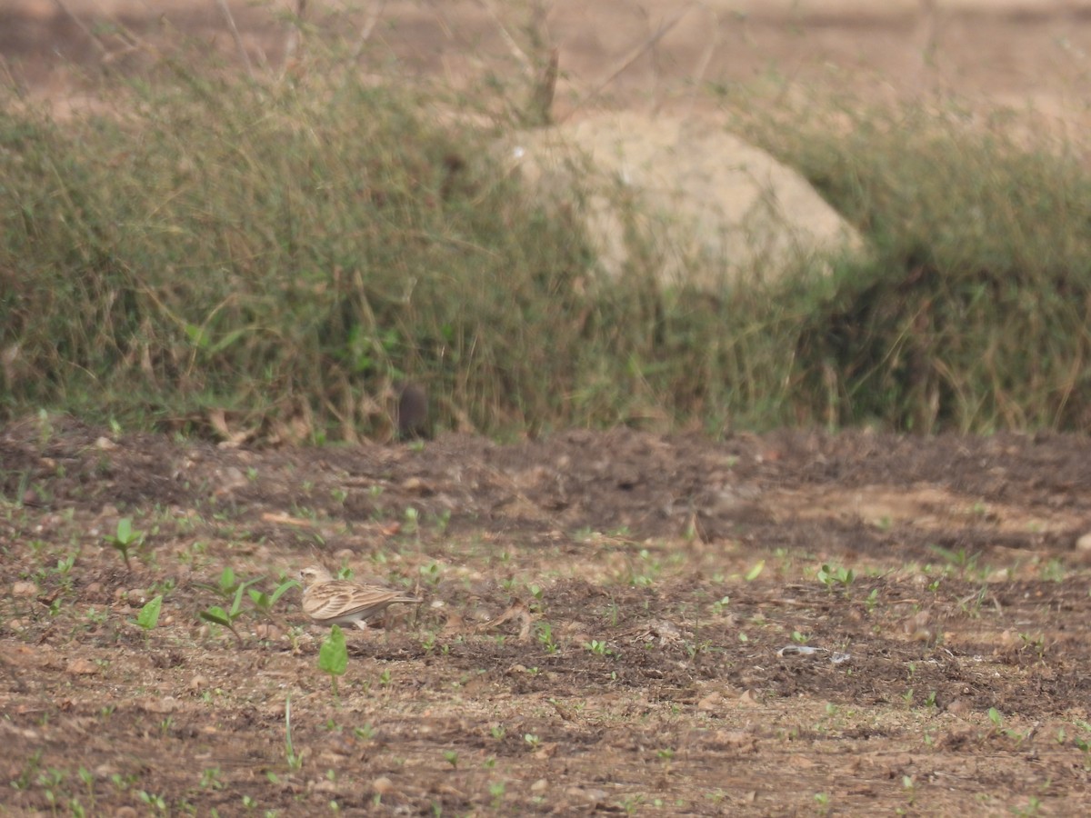 Mongolian Short-toed Lark - ML647877365