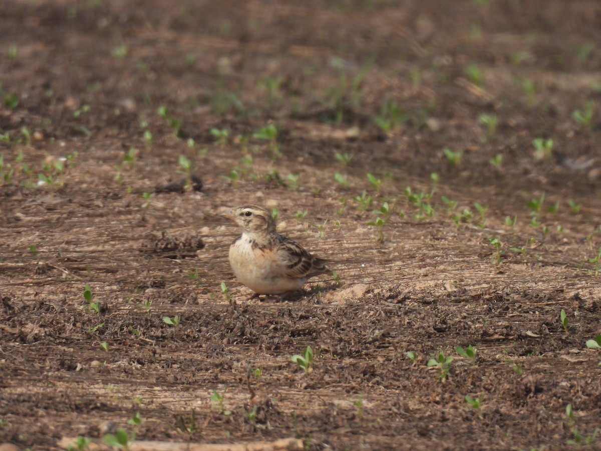 Mongolian Short-toed Lark - ML647877366