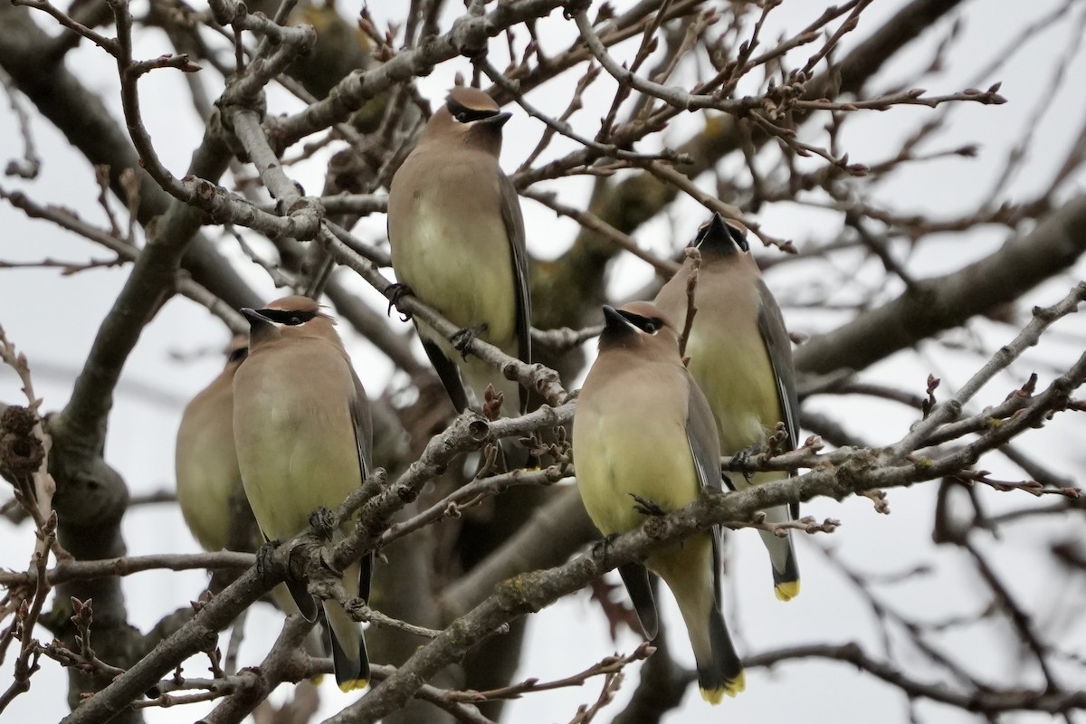 Cedar Waxwing - ML647877367