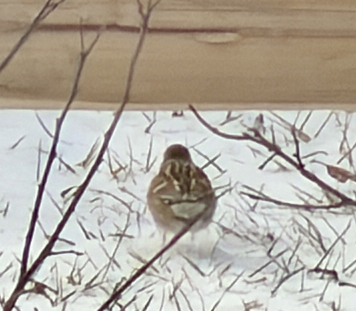 American Tree Sparrow - ML647877369
