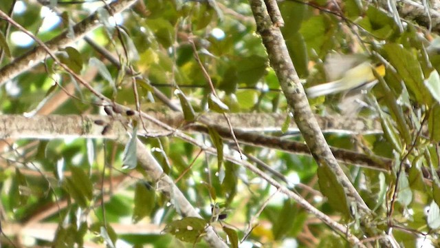 Black-throated Green Warbler - ML647877381