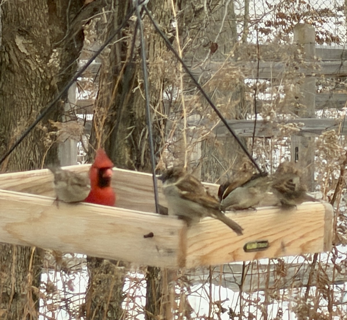 rødkardinal - ML647877406