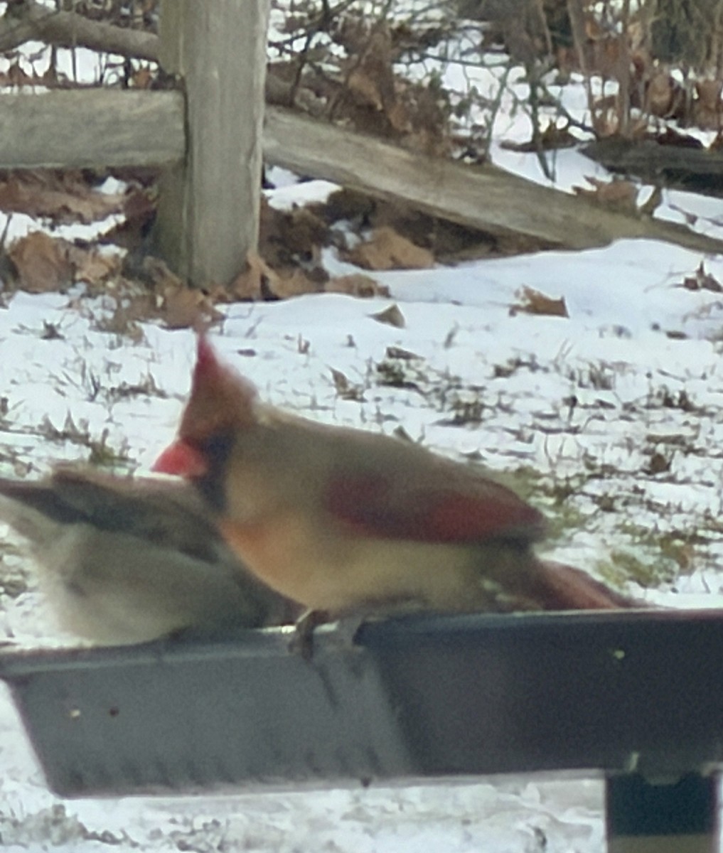 rødkardinal - ML647877407