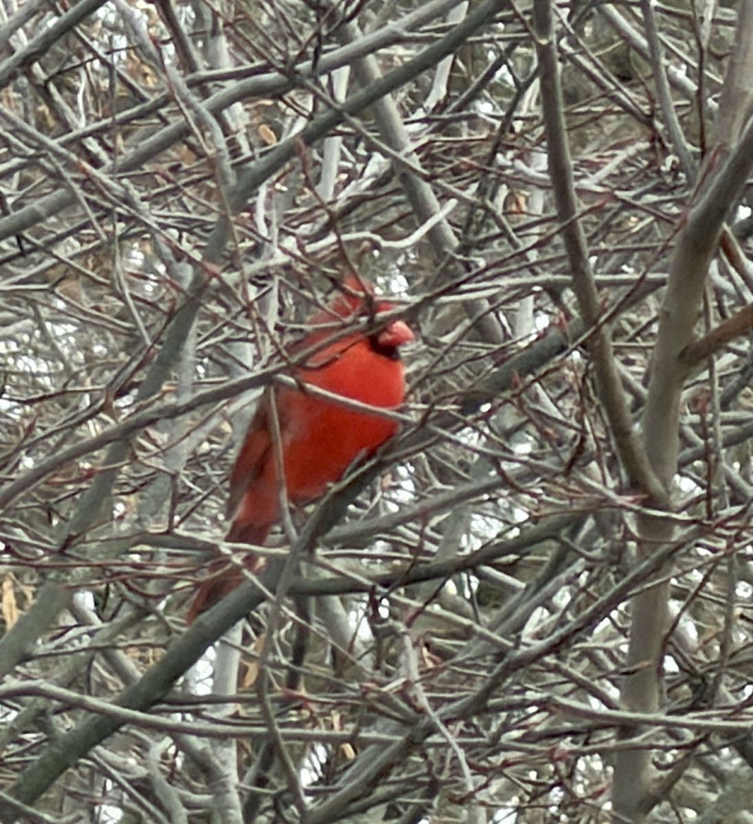 rødkardinal - ML647877408