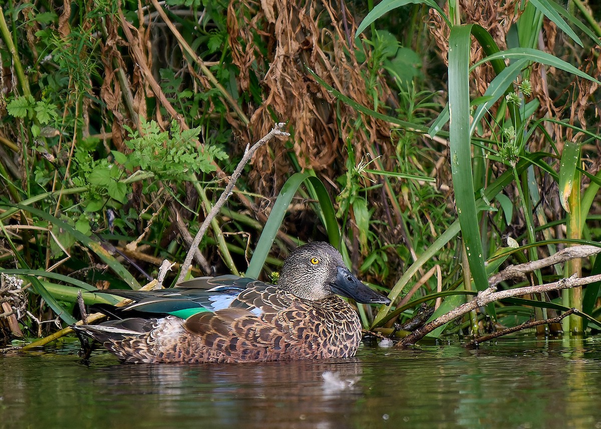 Australasian Shoveler - ML647877410