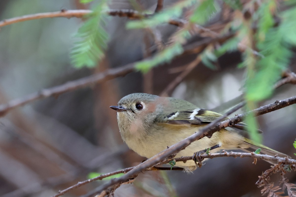 králíček americký - ML647877481