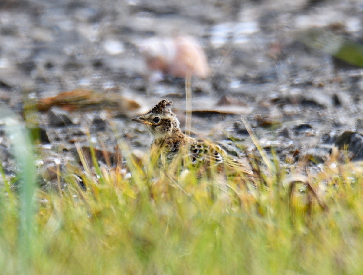 Eurasian Skylark - ML647877484