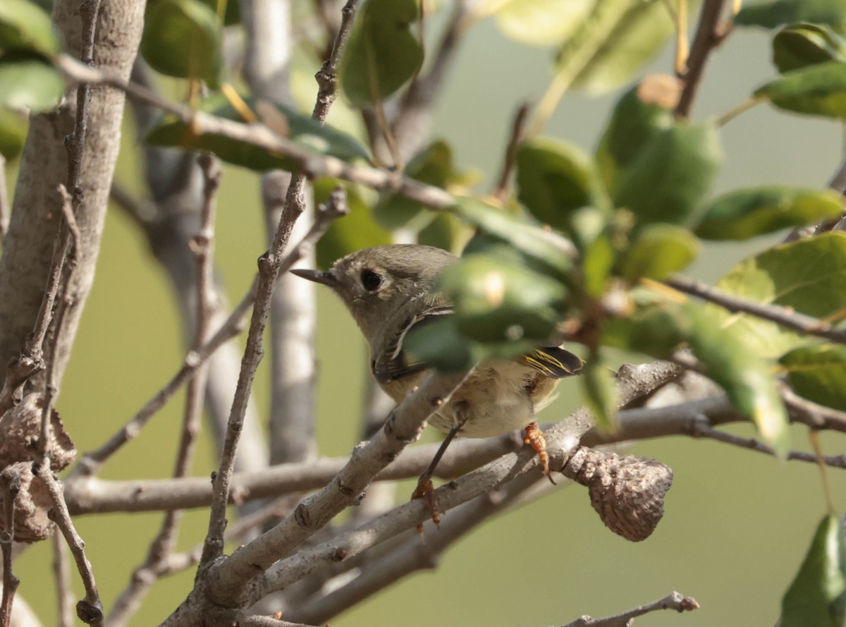 králíček americký - ML647877490