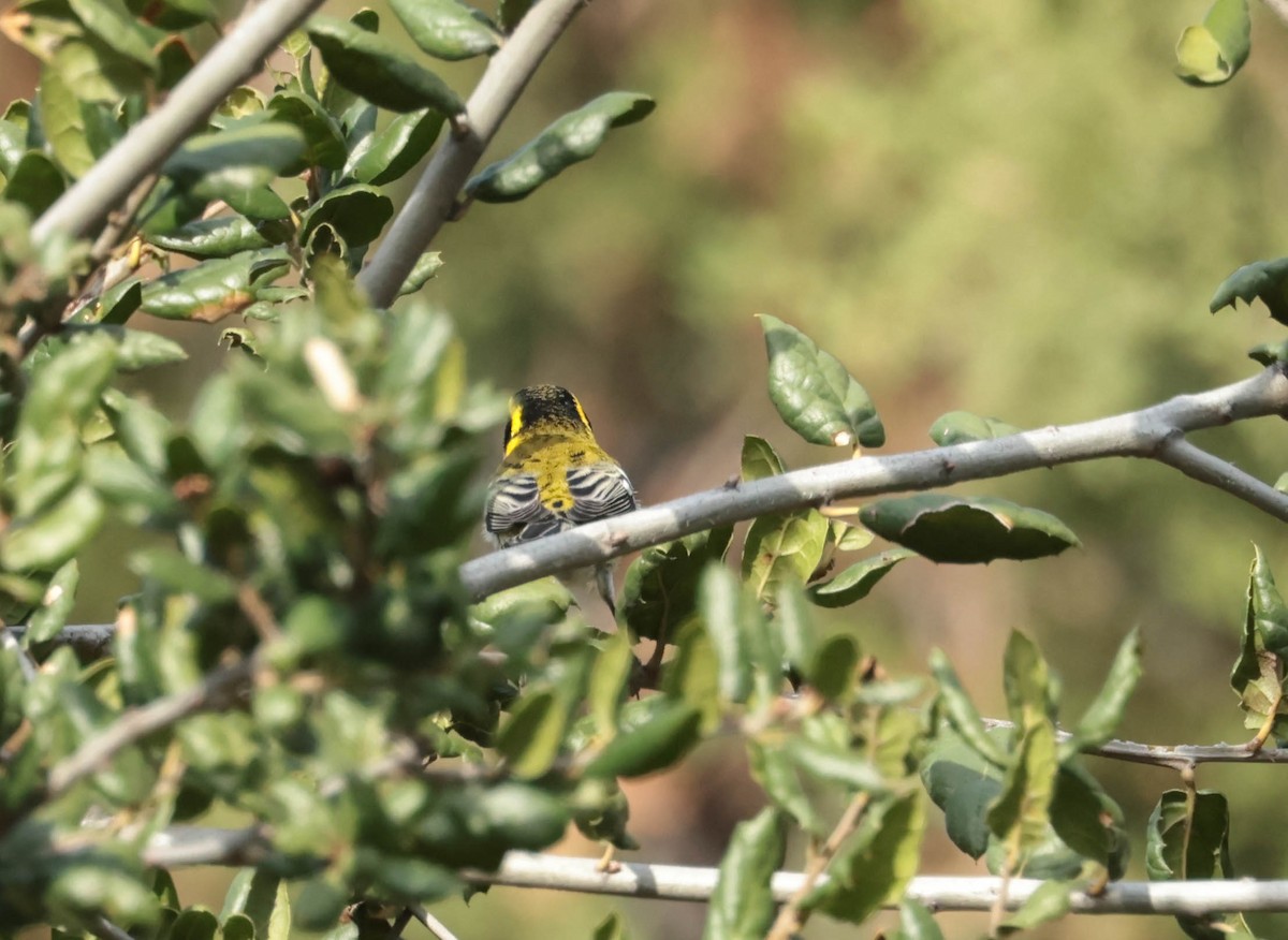 Townsend's Warbler - ML647877517