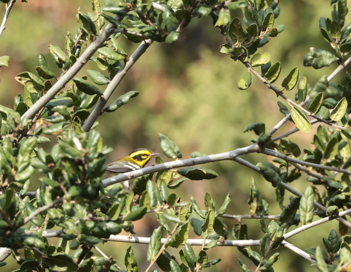 Townsend's Warbler - ML647877522