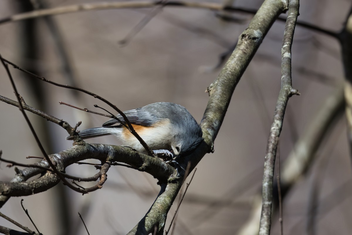 Herrerillo Bicolor - ML647877543