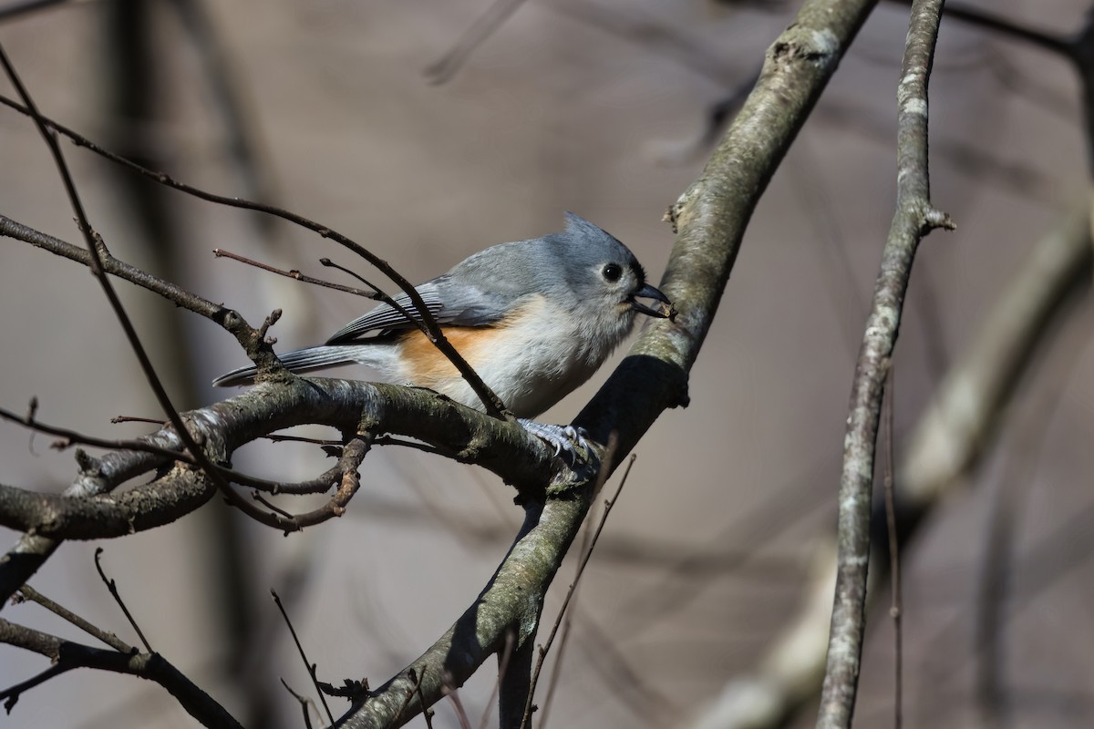 Herrerillo Bicolor - ML647877544