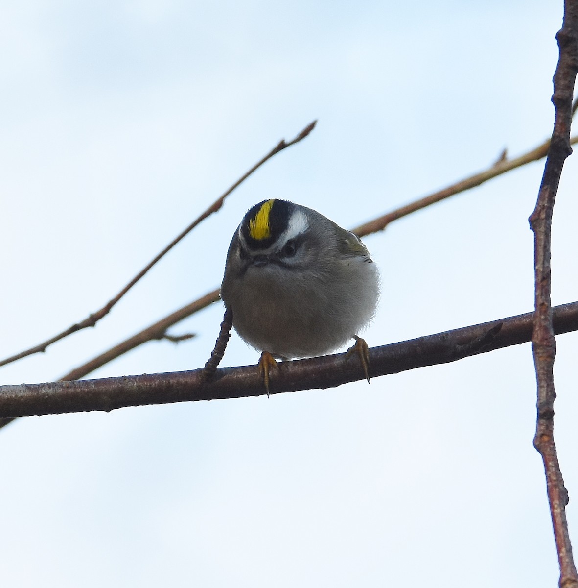 Reyezuelo Sátrapa - ML647877545