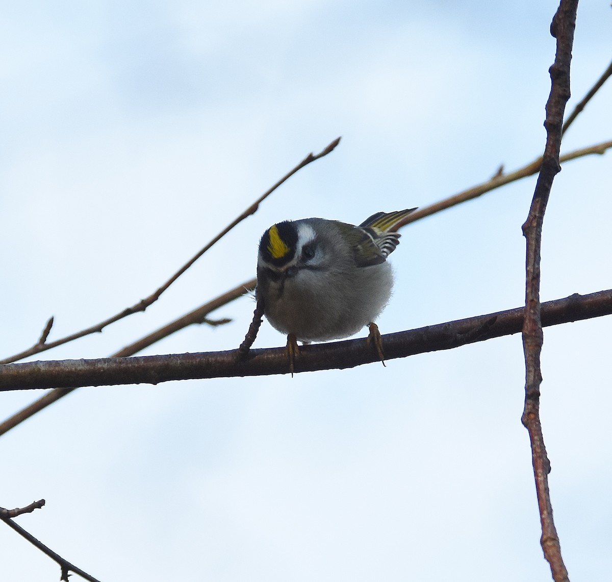 Reyezuelo Sátrapa - ML647877546