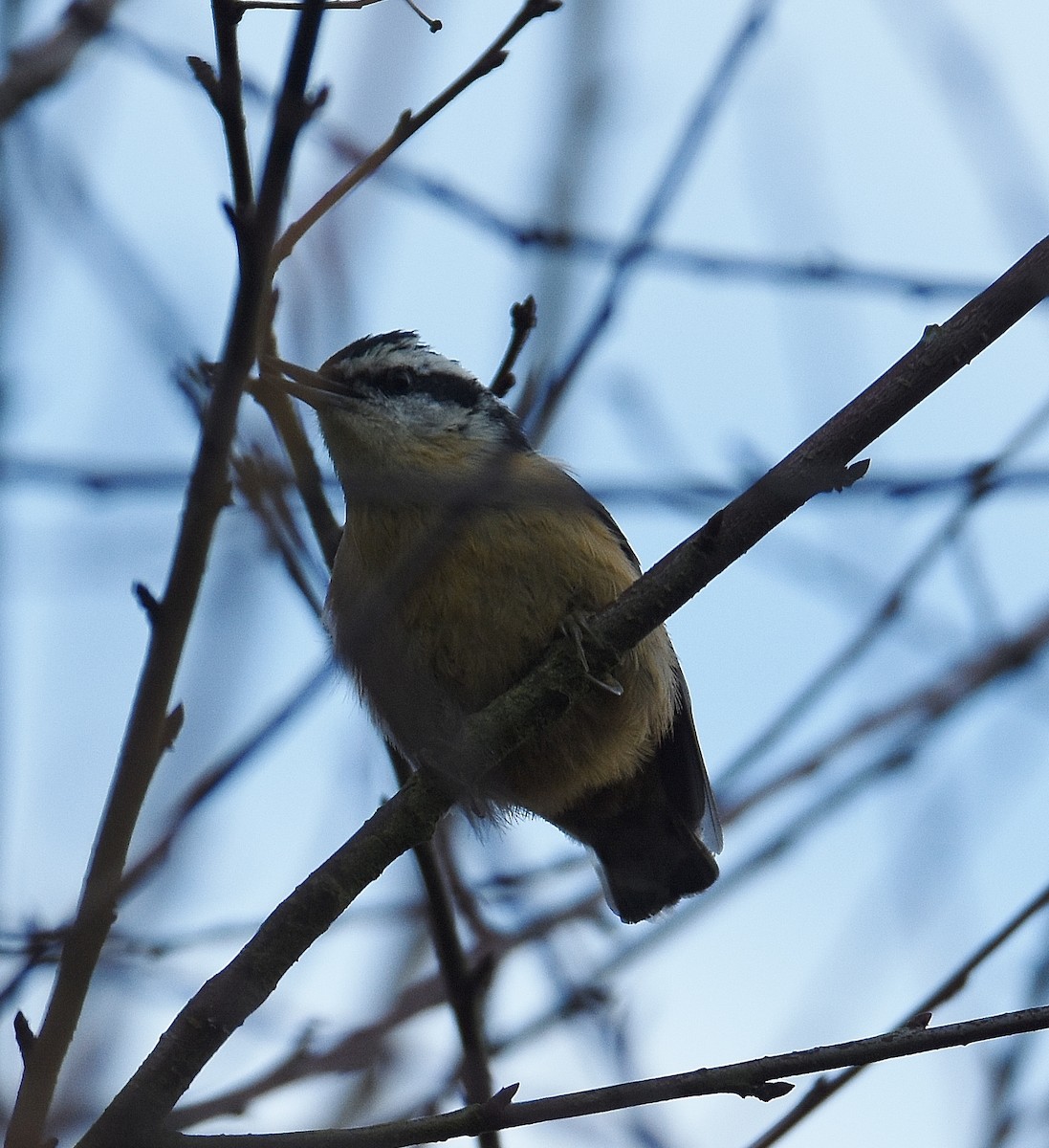 Trepador Canadiense - ML647877549