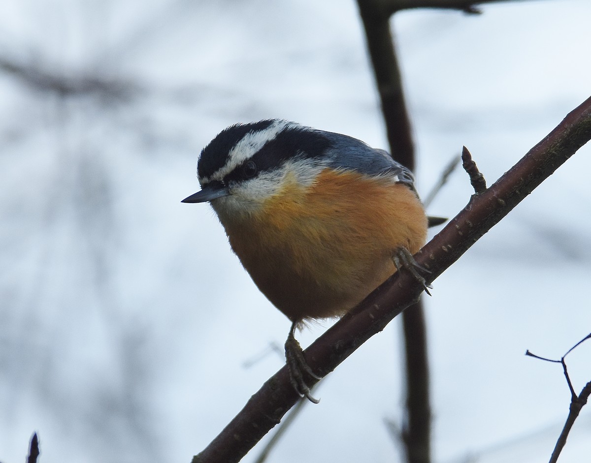 Trepador Canadiense - ML647877550