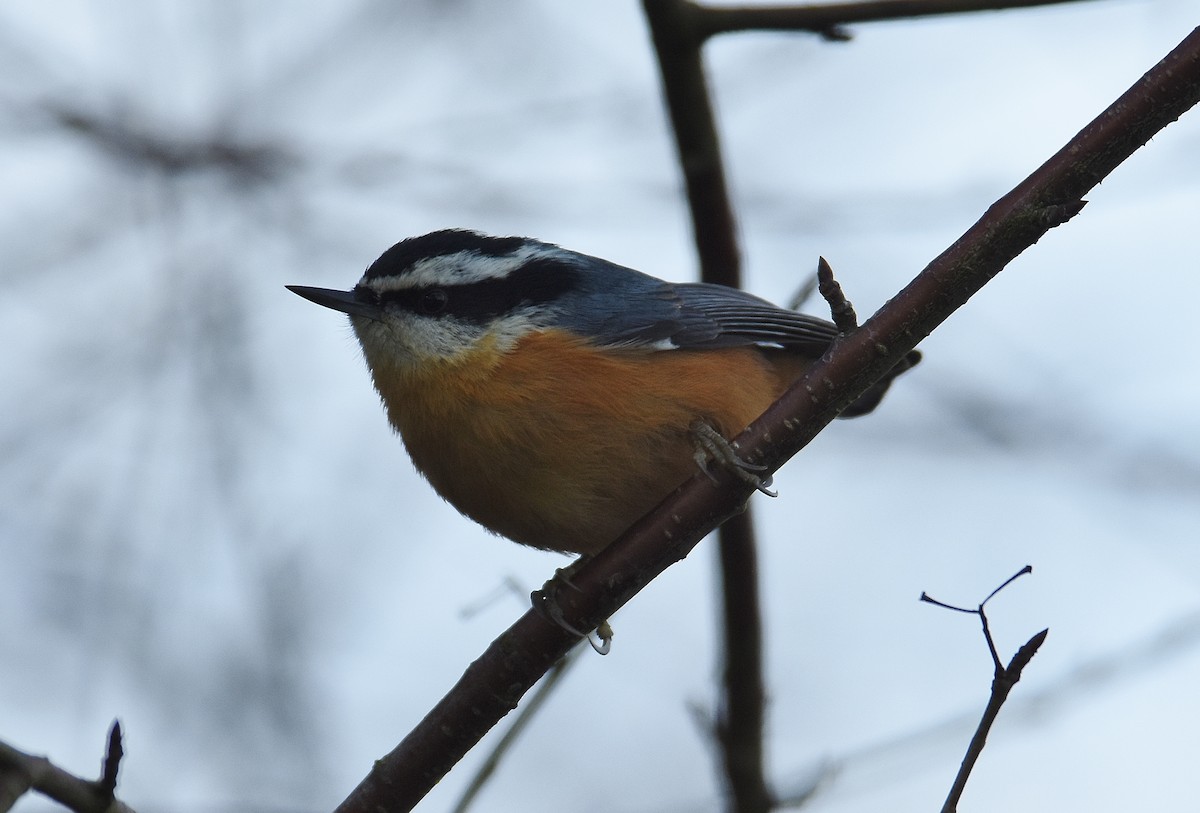 Trepador Canadiense - ML647877551