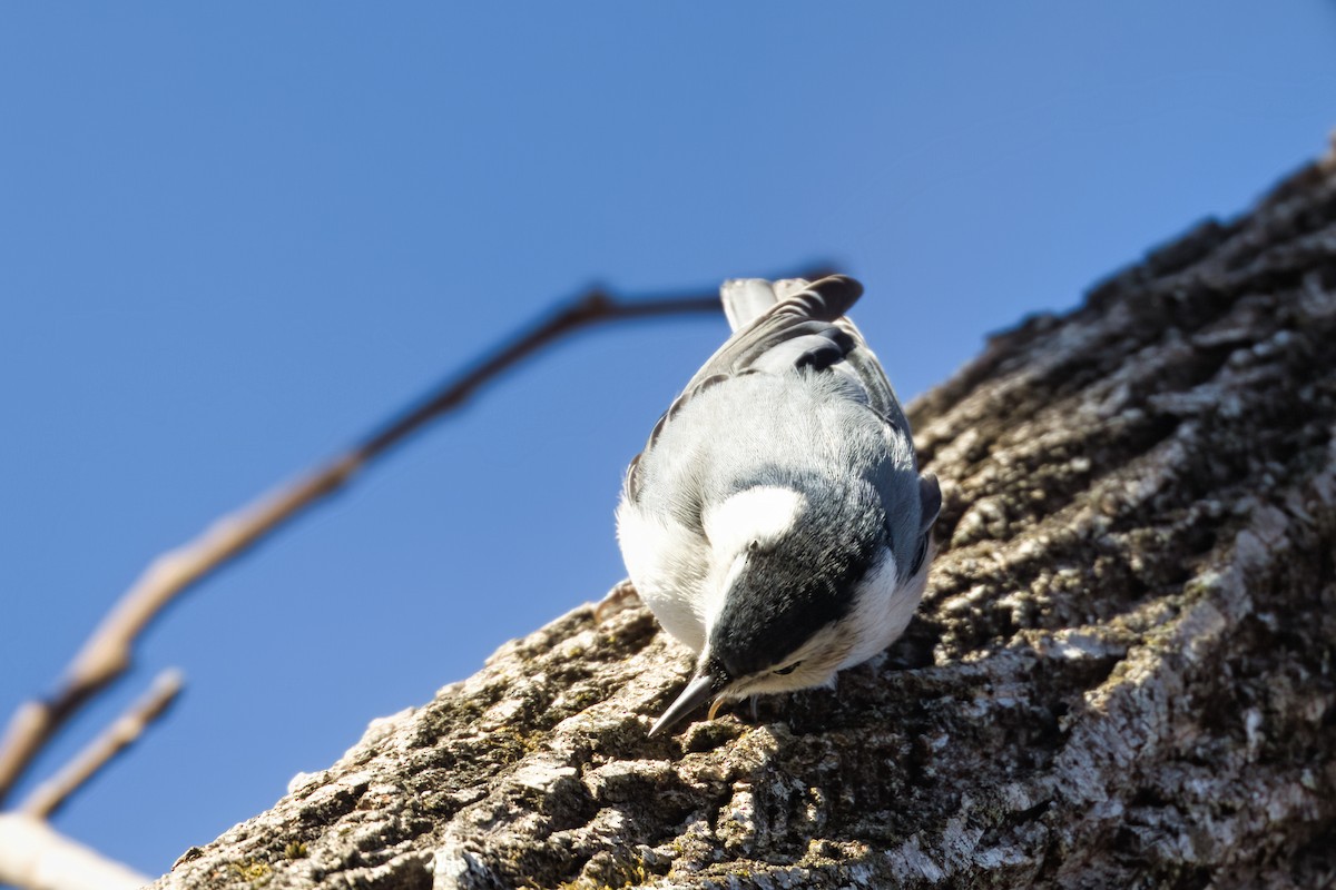 Trepador Pechiblanco - ML647877553
