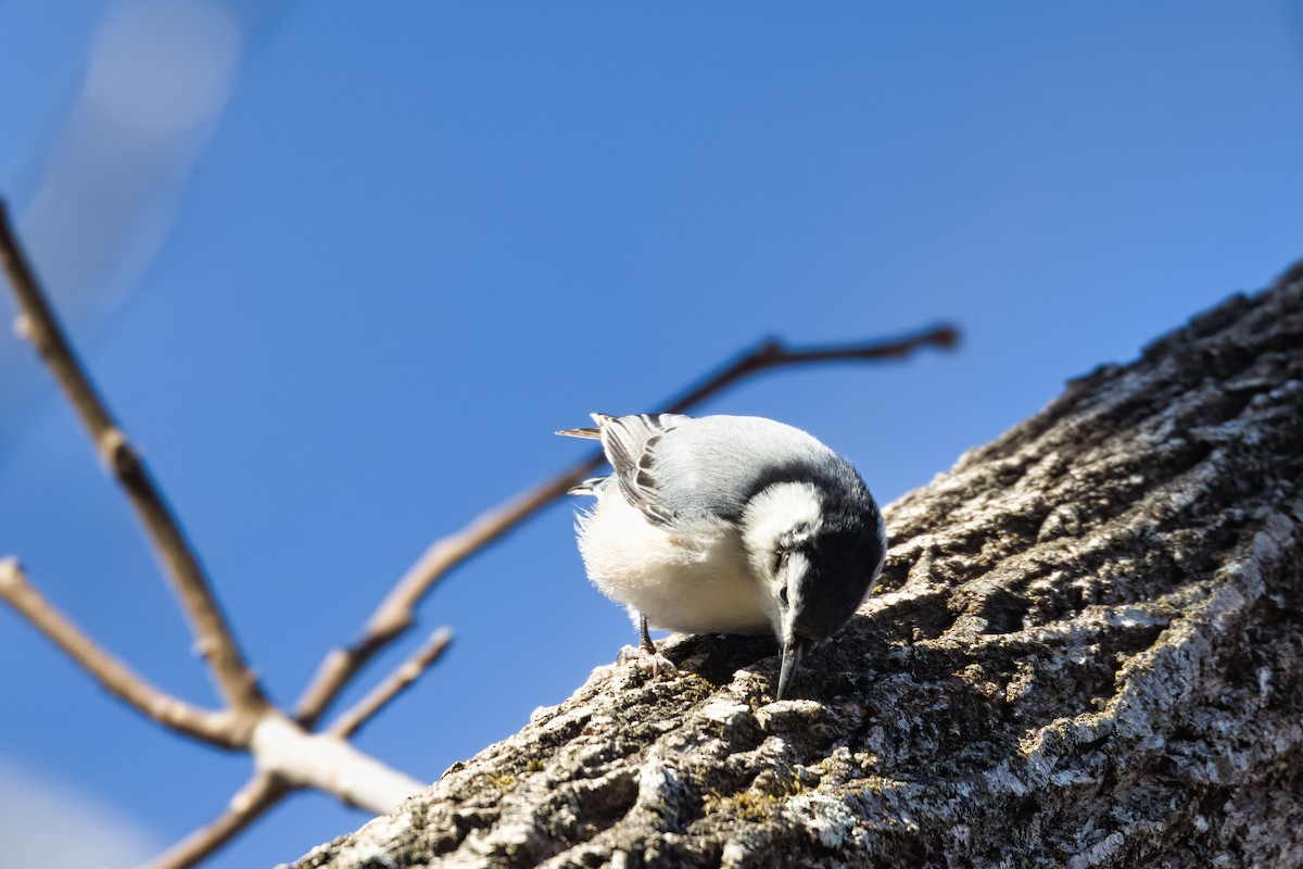 Trepador Pechiblanco - ML647877554