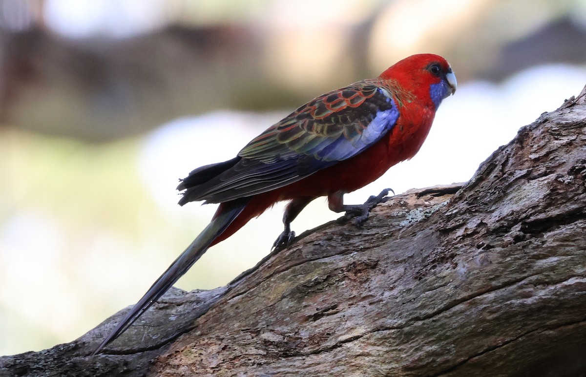 Perico Elegante - ML647877562