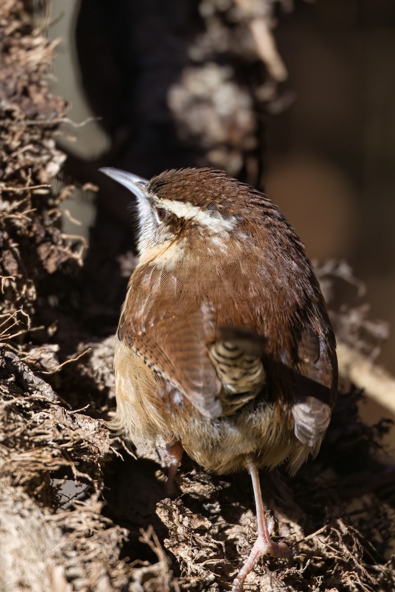 Cucarachero de Carolina - ML647877563