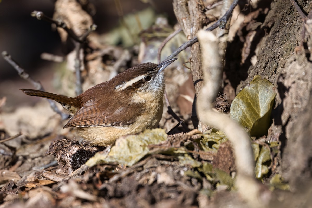 Cucarachero de Carolina - ML647877564