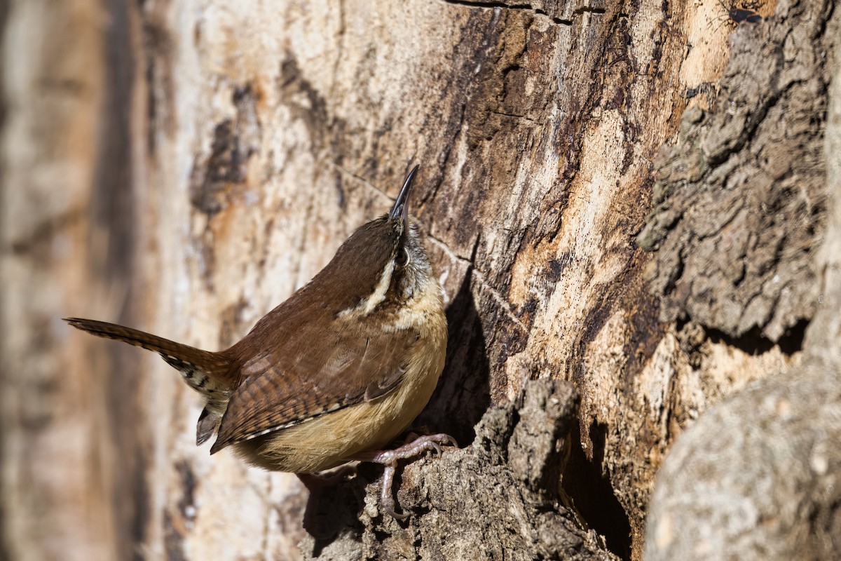 Cucarachero de Carolina - ML647877565