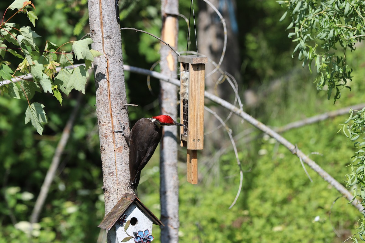 Picamaderos Norteamericano - ML647877567