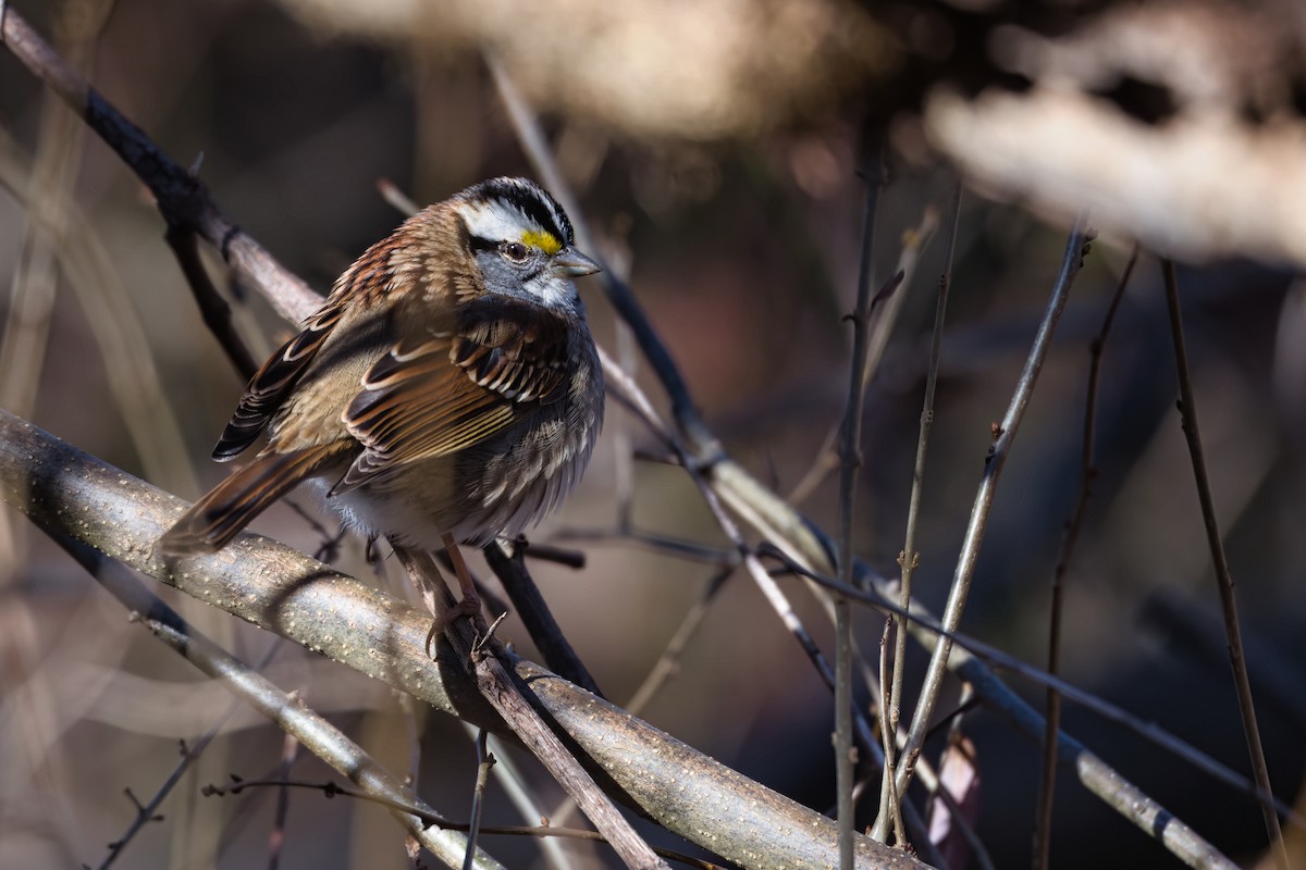Chingolo Gorjiblanco - ML647877568