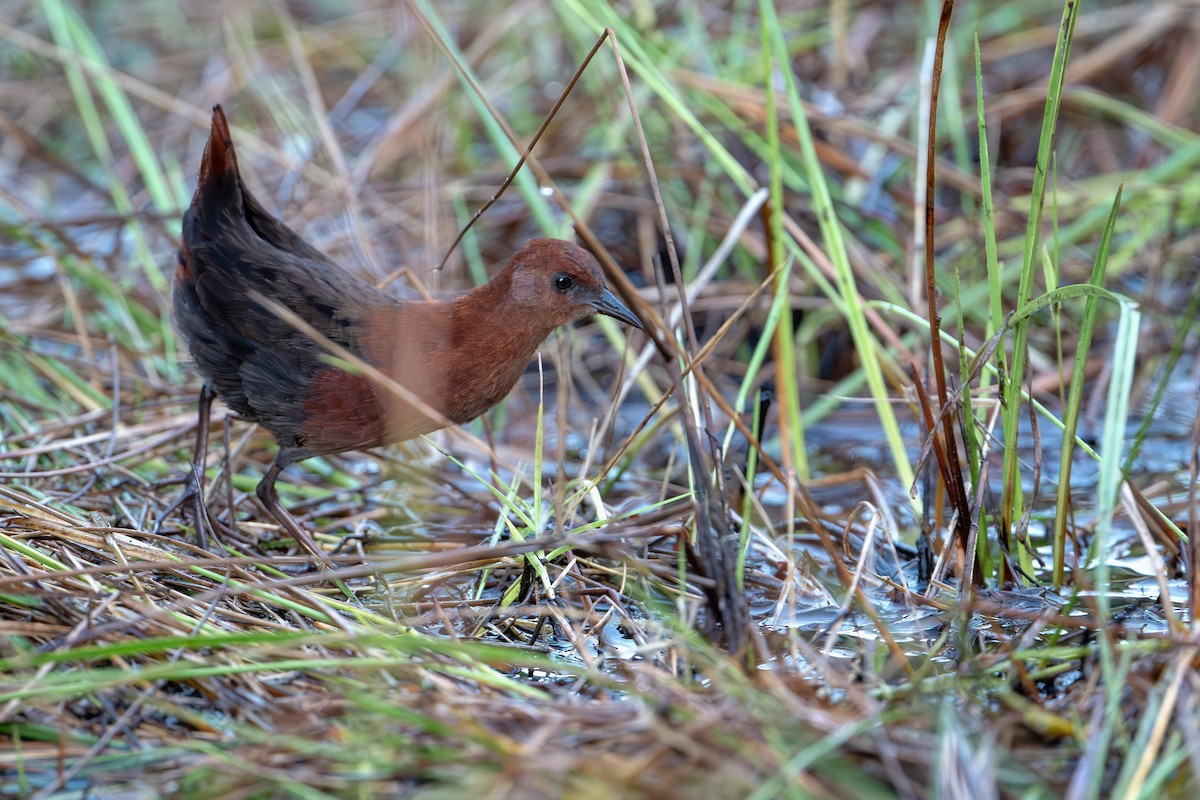 Polluela de Waters - ML647877571