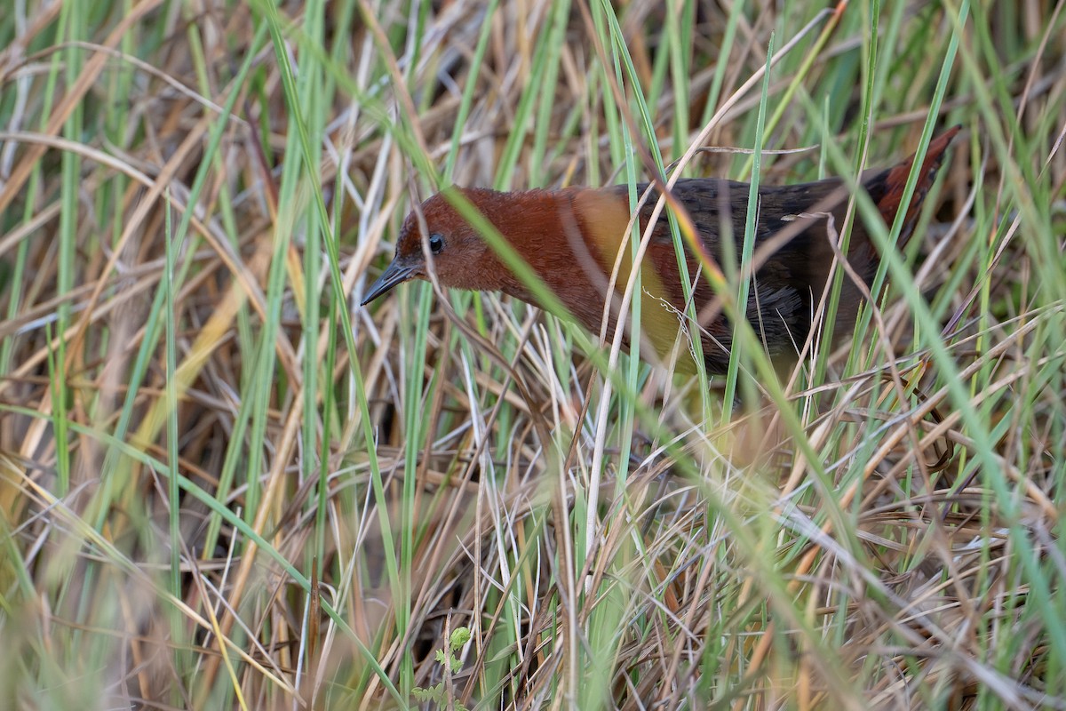 Polluela de Waters - ML647877572