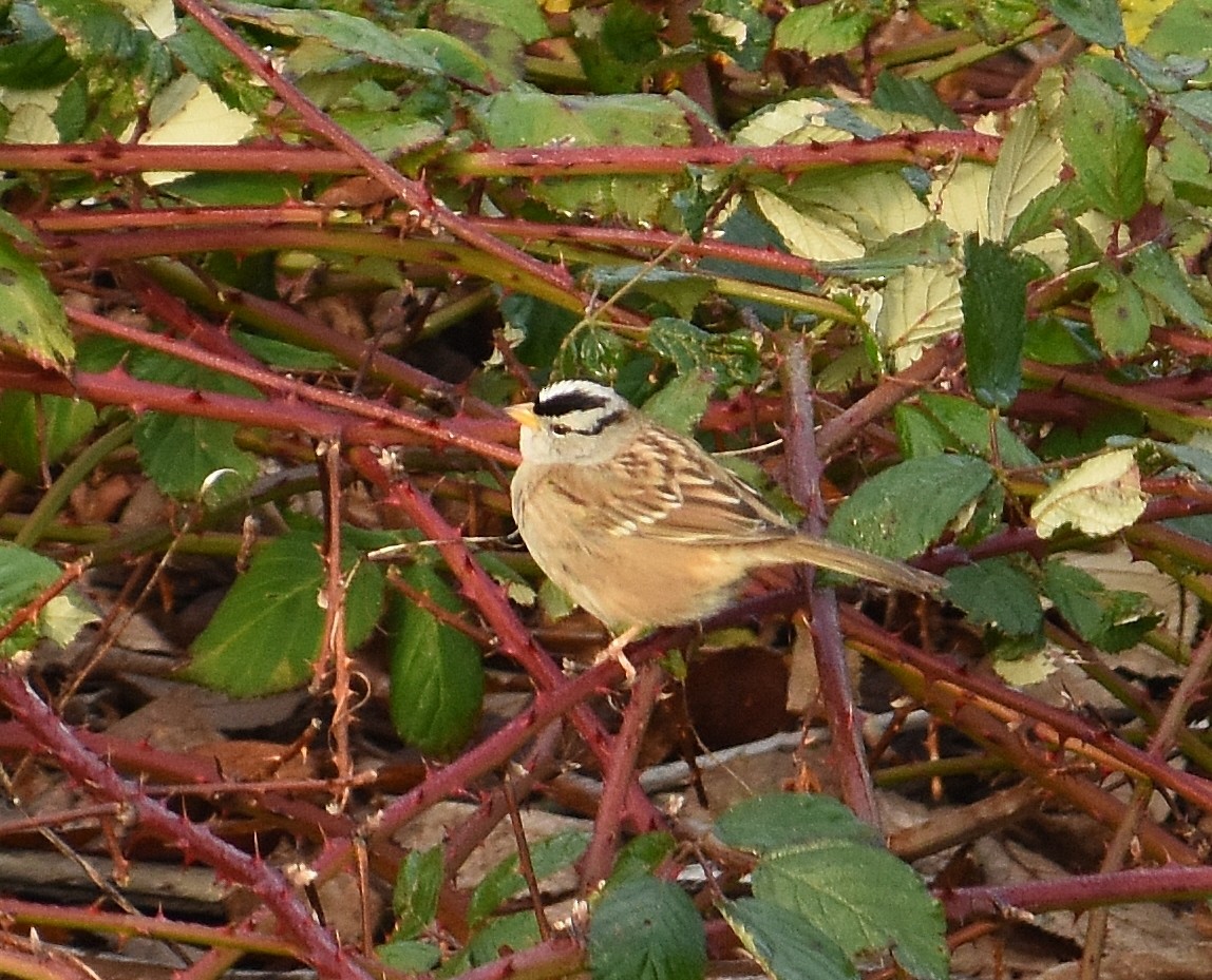 Chingolo Coroniblanco - ML647877573