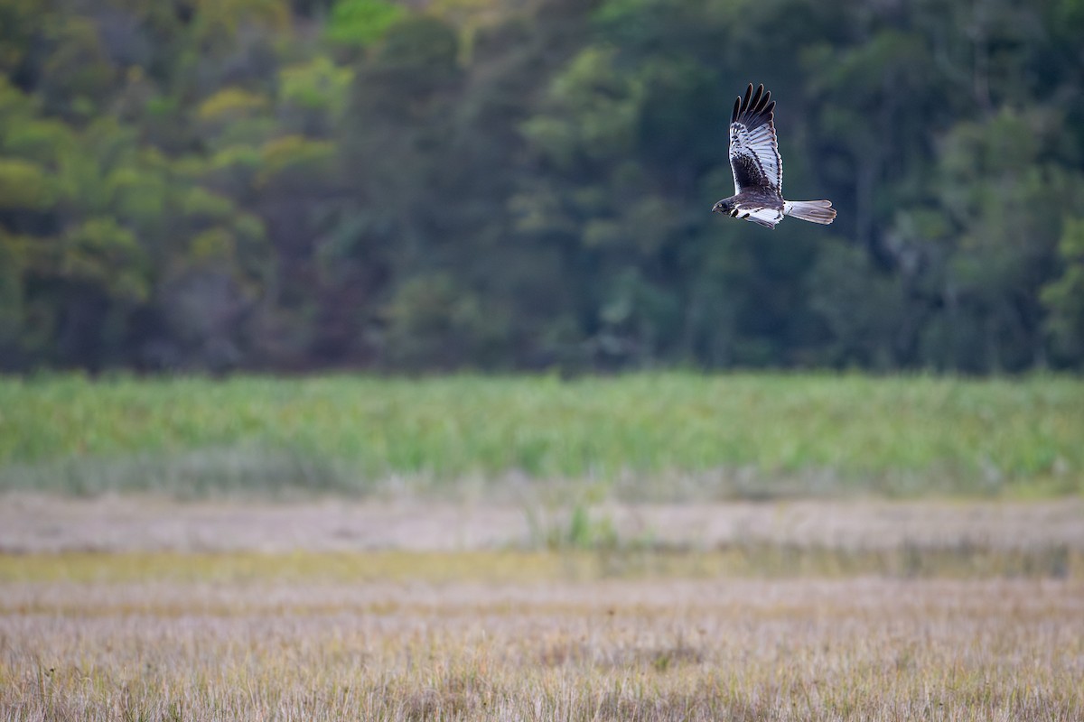 Aguilucho Lagunero de Madagascar - ML647877575