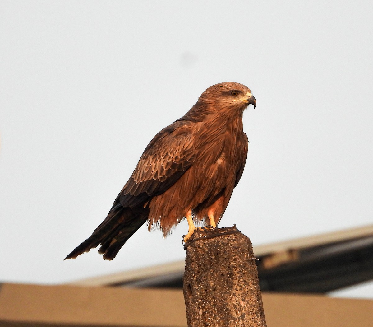 Milano Negro - ML647877576