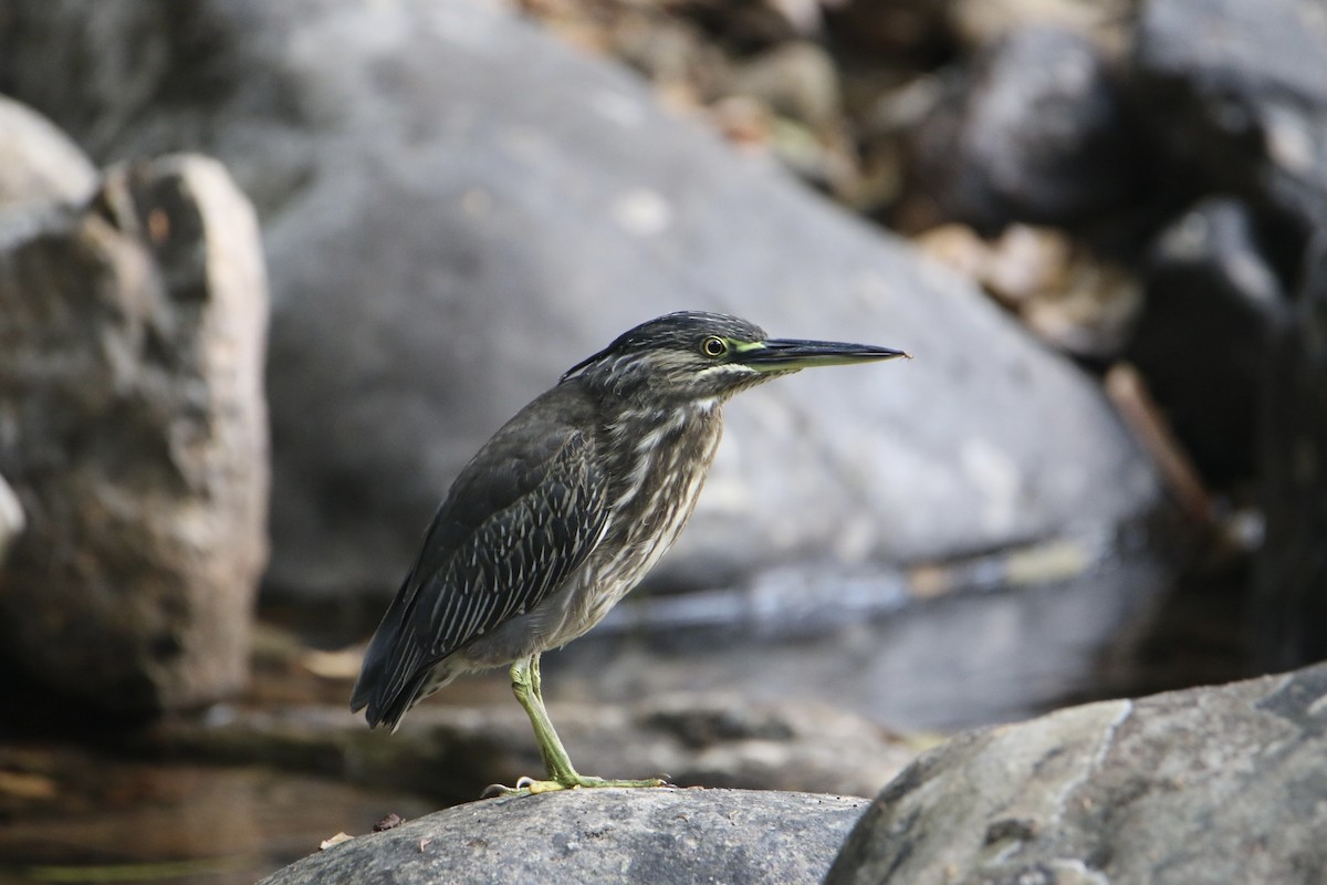 Garcilla Menor - ML647877577