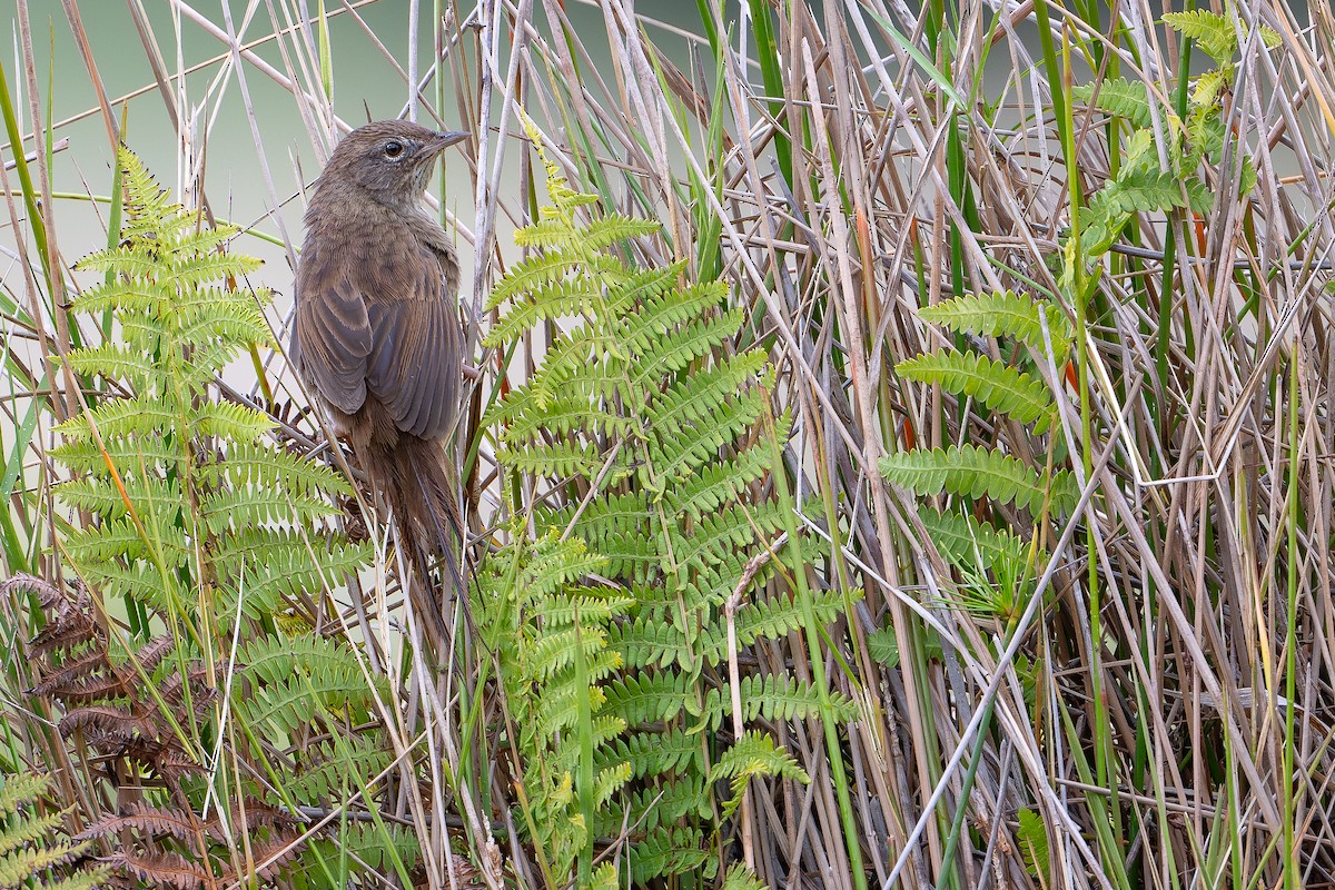 Yerbera Malgache - ML647877580