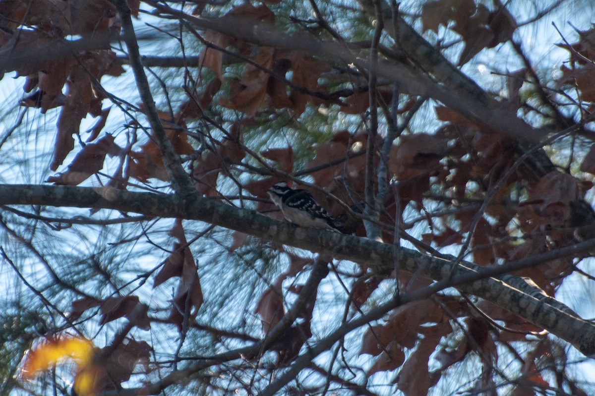 Pico Pubescente - ML647877584