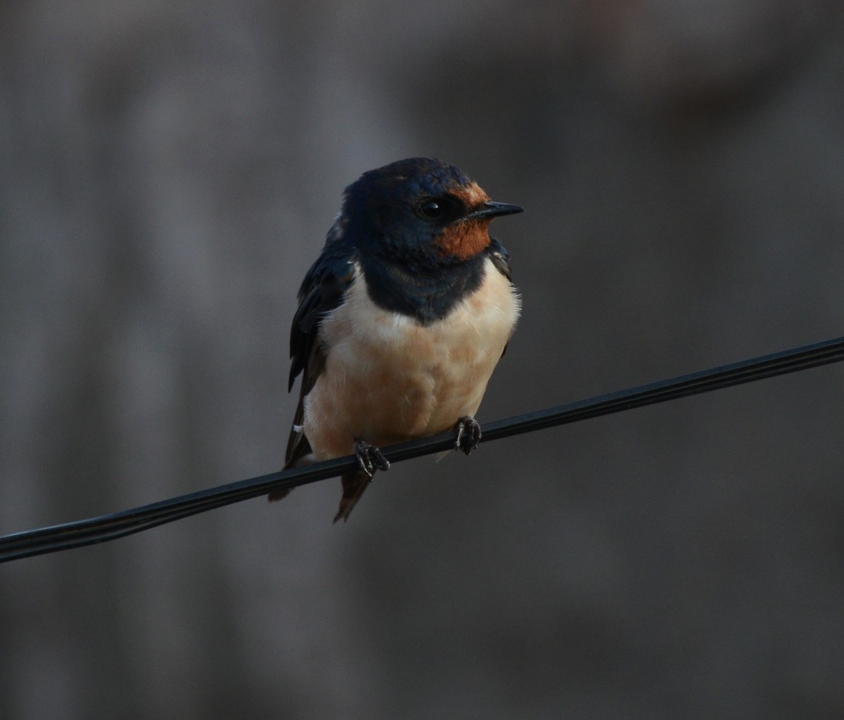 Golondrina Común - ML647877585